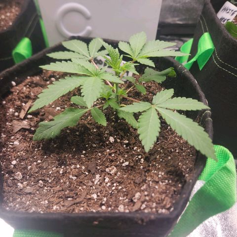 Gorilla Runtz growlog timeline photo