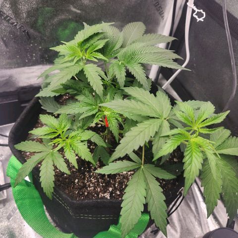 White Heat growlog timeline photo