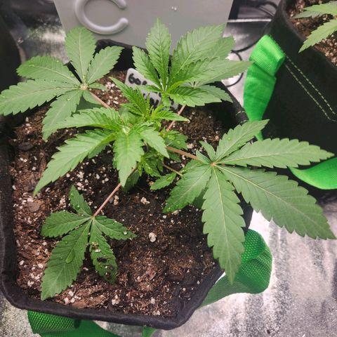 Gorilla Runtz growlog timeline photo