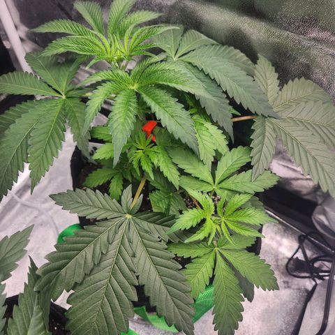 Sour Patch Kiss growlog timeline photo
