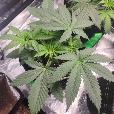 Sour Patch Kiss growlog timeline photo