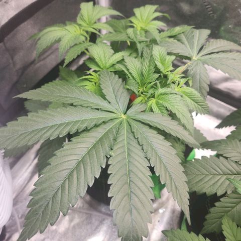 Sour Patch Kiss growlog timeline photo
