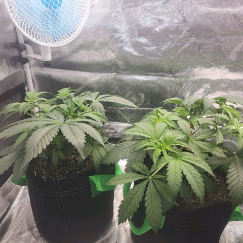 Sour Patch Kiss growlog timeline photo