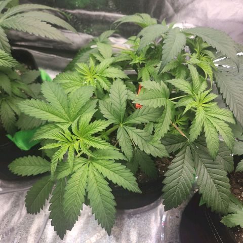 Sour Patch Kiss growlog timeline photo