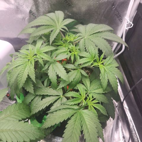White Heat growlog timeline photo