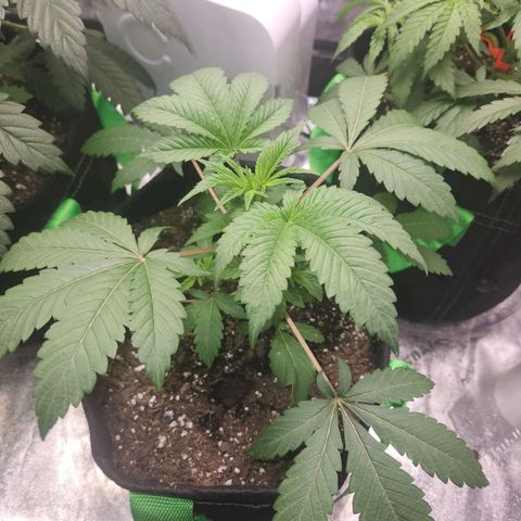 Gorilla Runtz growlog timeline photo