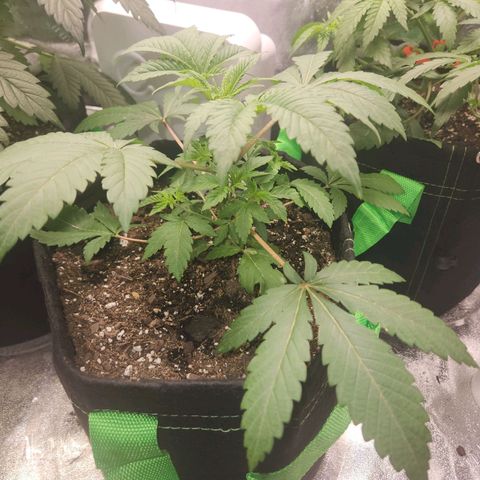 Gorilla Runtz growlog timeline photo