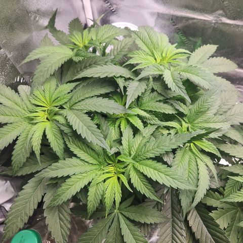 Sour Patch Kiss growlog timeline photo