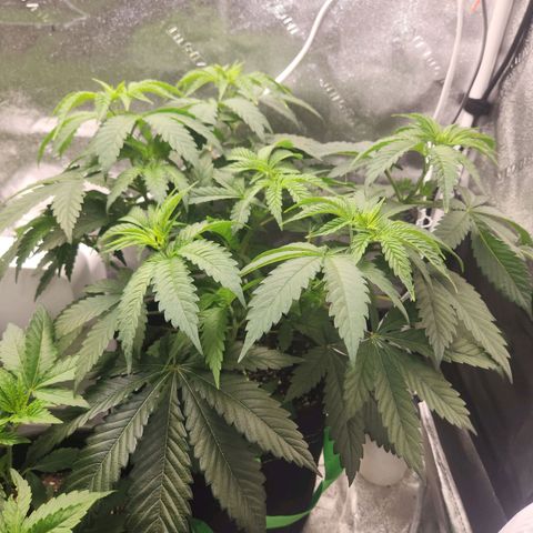 Sour Patch Kiss growlog timeline photo