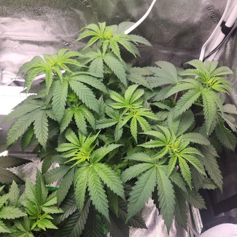 Sour Patch Kiss growlog timeline photo