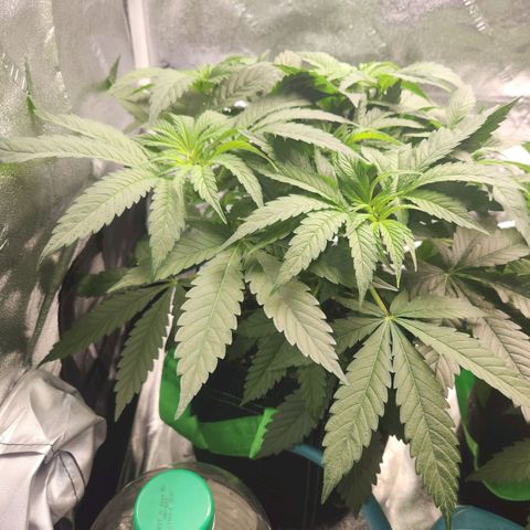 Sour Patch Kiss growlog timeline photo