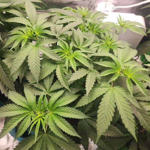 White Heat growlog timeline photo