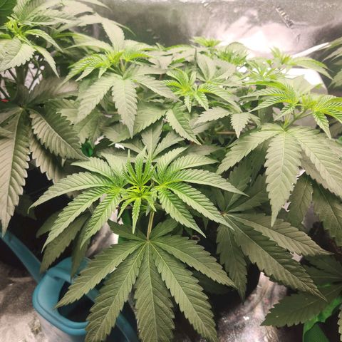 White Heat growlog timeline photo
