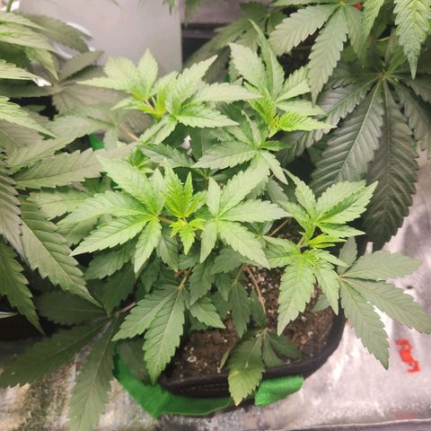 Gorilla Runtz growlog timeline photo
