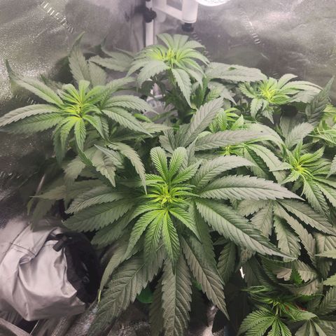 Sour Patch Kiss growlog timeline photo