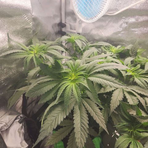 Sour Patch Kiss growlog timeline photo