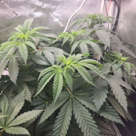 Sour Patch Kiss growlog timeline photo