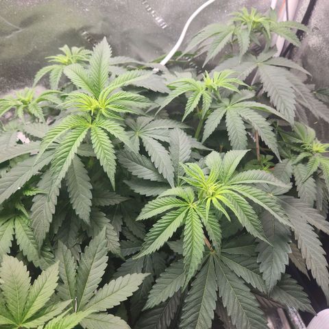 Sour Patch Kiss growlog timeline photo