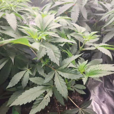 Gorilla Runtz growlog timeline photo