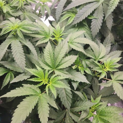 Gorilla Runtz growlog timeline photo