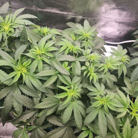 White Heat growlog timeline photo