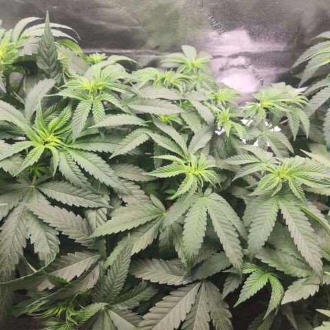 White Heat growlog timeline photo