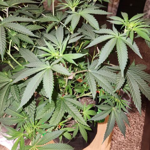 White Heat growlog timeline photo