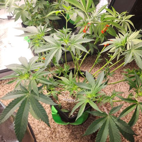White Heat growlog timeline photo