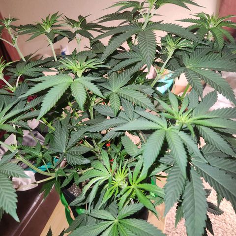 White Heat growlog timeline photo