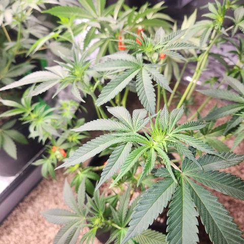 White Heat growlog timeline photo
