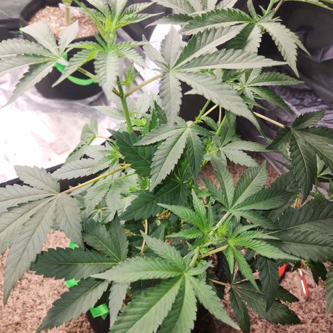 Gorilla Runtz growlog timeline photo