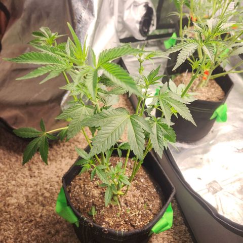 Gorilla Runtz growlog timeline photo