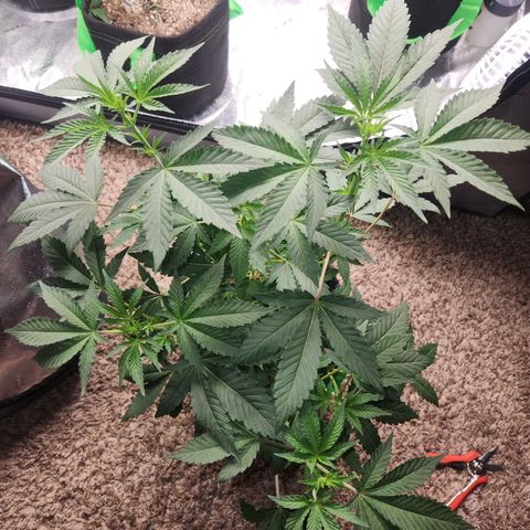 Gorilla Runtz growlog timeline photo
