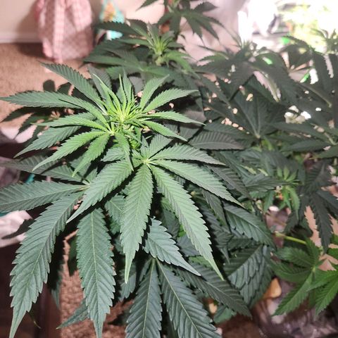 Sour Patch Kiss growlog timeline photo