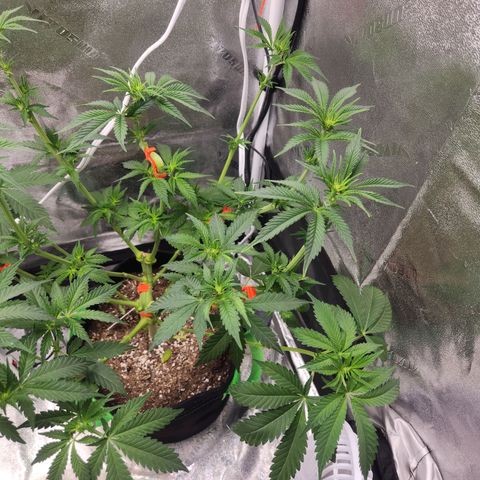 Sour Patch Kiss growlog timeline photo
