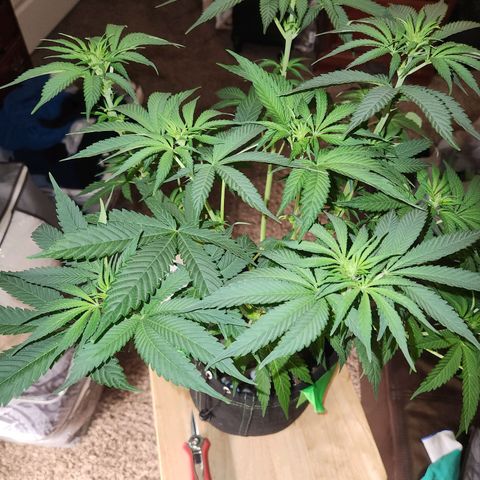 Sour Patch Kiss growlog timeline photo