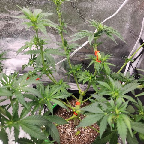Sour Patch Kiss growlog timeline photo