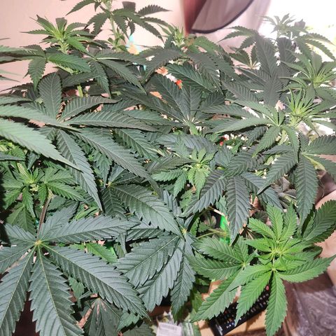 Sour Patch Kiss growlog timeline photo