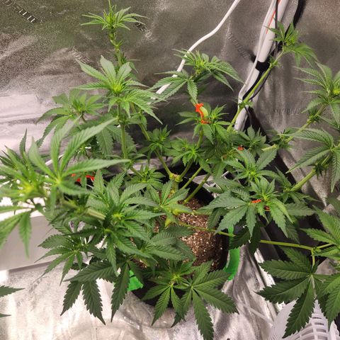 Sour Patch Kiss growlog timeline photo