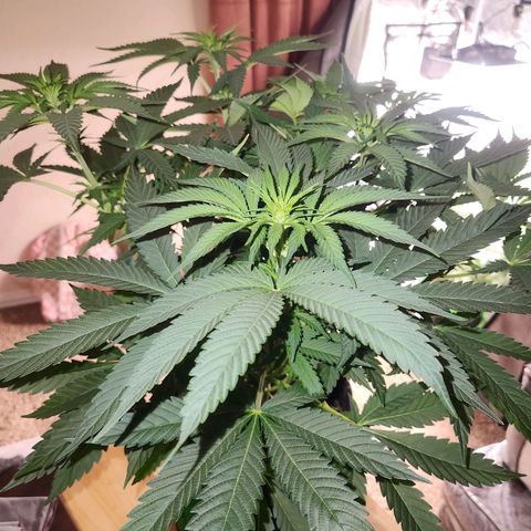 Sour Patch Kiss growlog timeline photo
