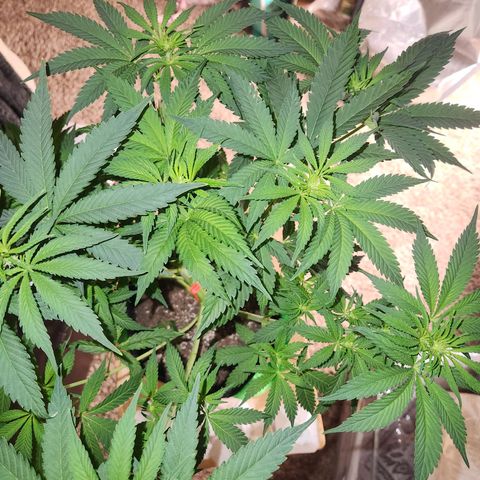 Sour Patch Kiss growlog timeline photo