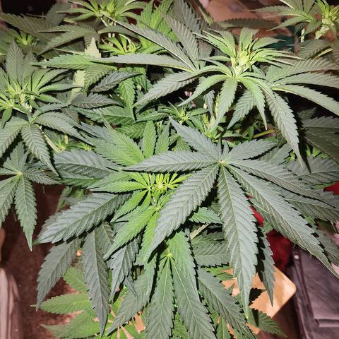 Sour Patch Kiss growlog timeline photo