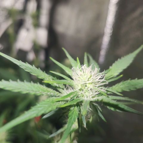 Sour Patch Kiss growlog timeline photo