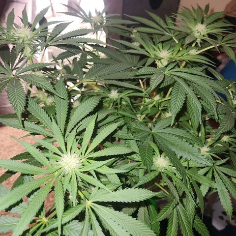 Sour Patch Kiss growlog timeline photo