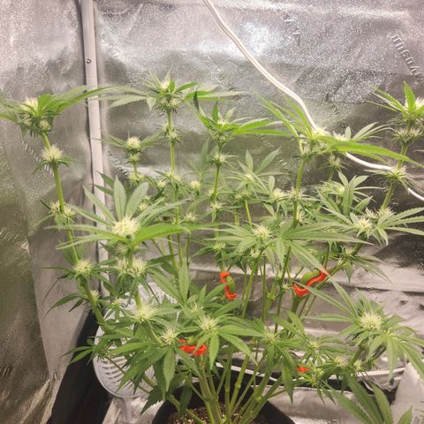 Sour Patch Kiss growlog timeline photo