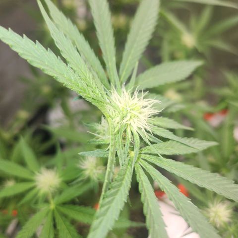 Sour Patch Kiss growlog timeline photo