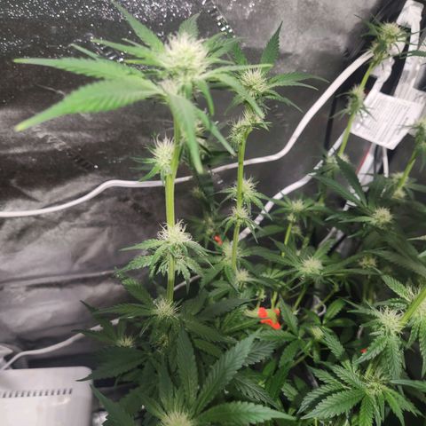 Sour Patch Kiss growlog timeline photo