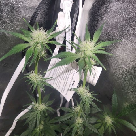 Sour Patch Kiss growlog timeline photo