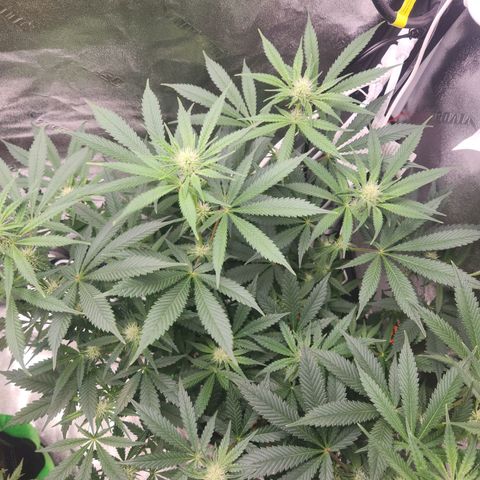 Sour Patch Kiss growlog timeline photo