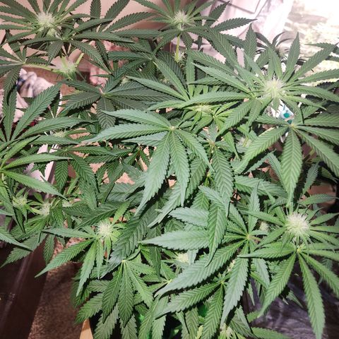 Sour Patch Kiss growlog timeline photo